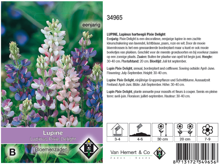 Lupinus hartwegii 'Pixie Delight' Lupine