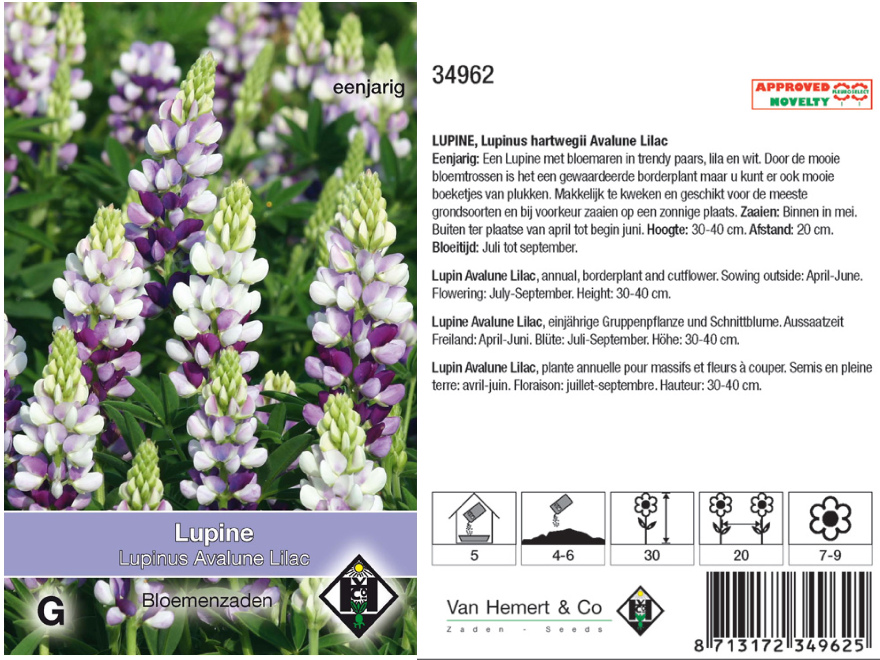 Lupinus hartwegii 'Avalune Liliac' Lupine
