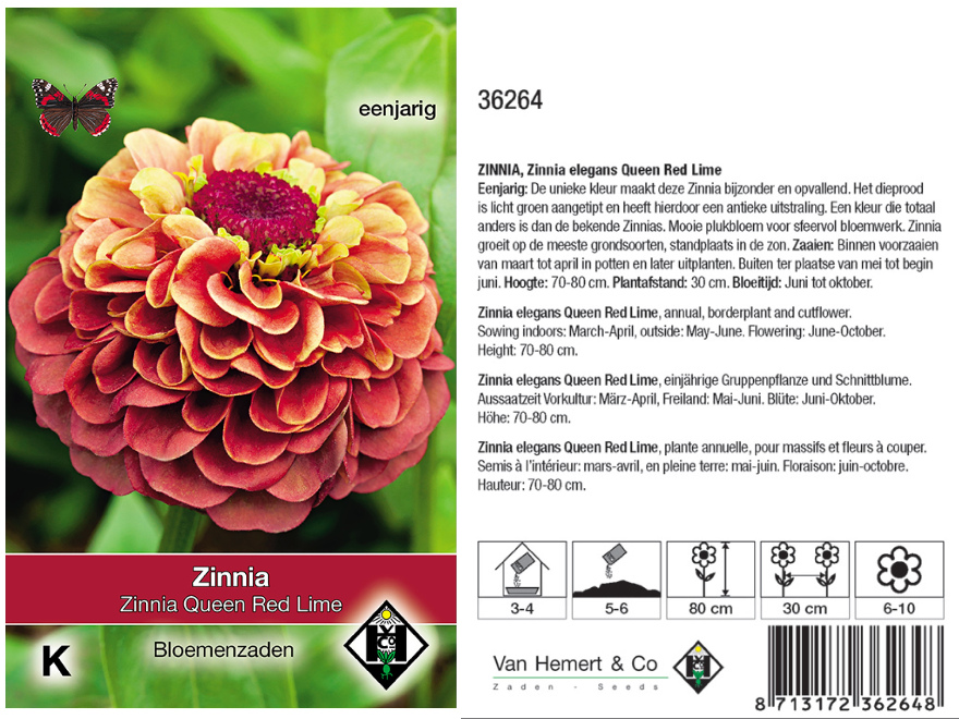 Zinnia elegans 'Queen Red Lime' Zinnia