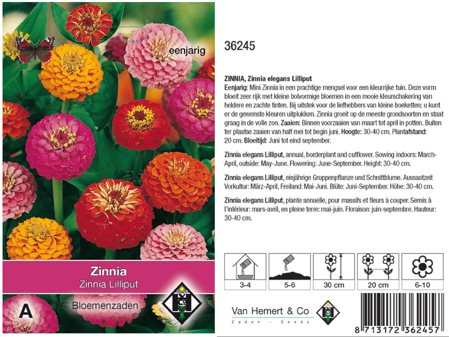Zinnia elegans 'Lilliput' Mini zinnia
