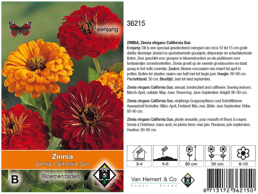 Zinnia elegans 'California Sun' Zinnia