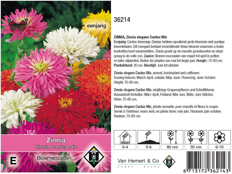 Zinnia elegans 'Cactus Mix' Zinnia