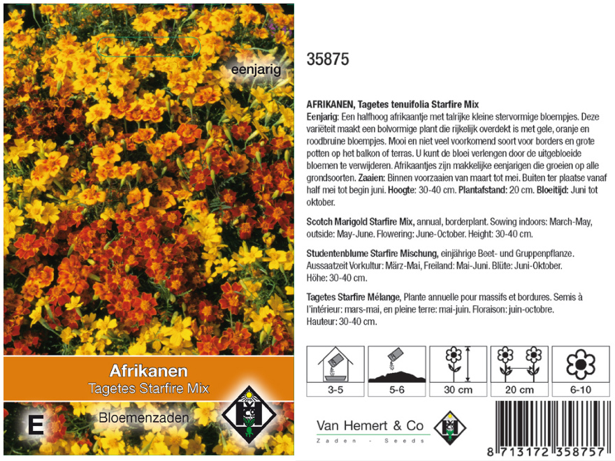 Tagetes tenuifolia 'Starfire Mix' Afrikanen