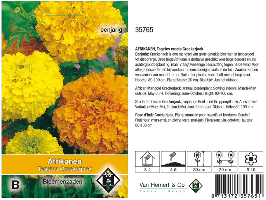 Tagetes erecta 'Crackerjack' Afrikanen