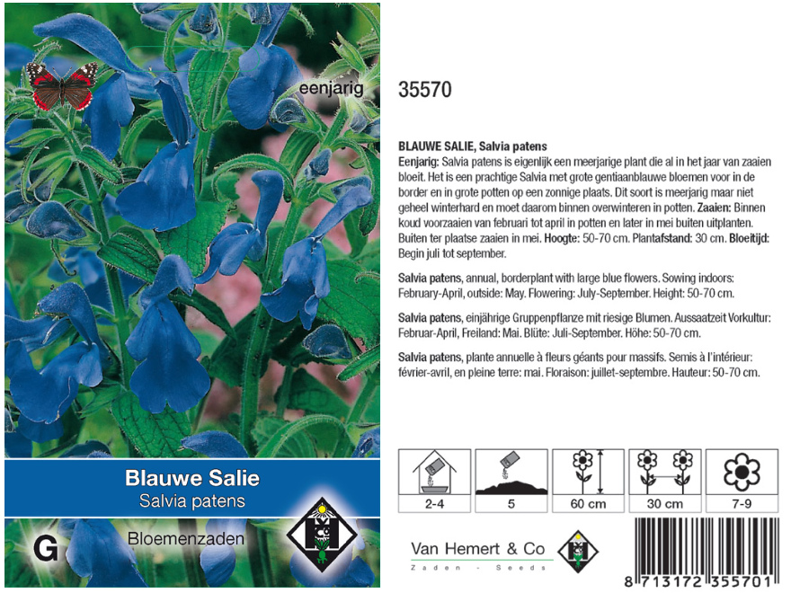 Salvia patens Blauwe salie