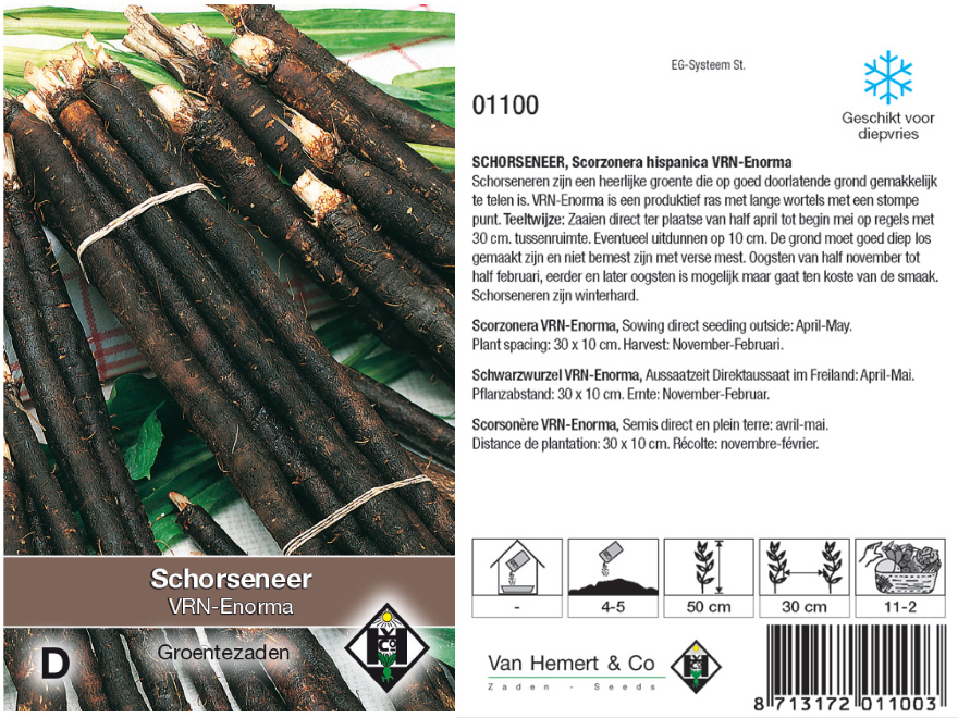 Scorzonera hispanica 'Enorma' Schorseneer 'Enorma'