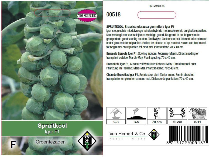 Brassica oleracea gemmifera 'Igor F1' Spruitkool, Spruitjes