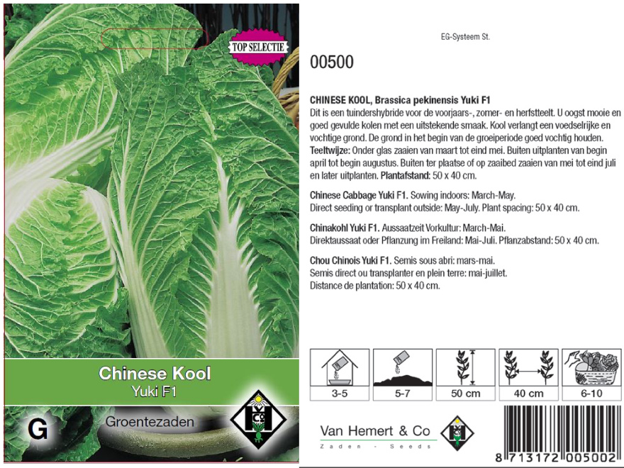 Brassica pekinensis Ýuki 1' Chinese kool 'Yuki F1'