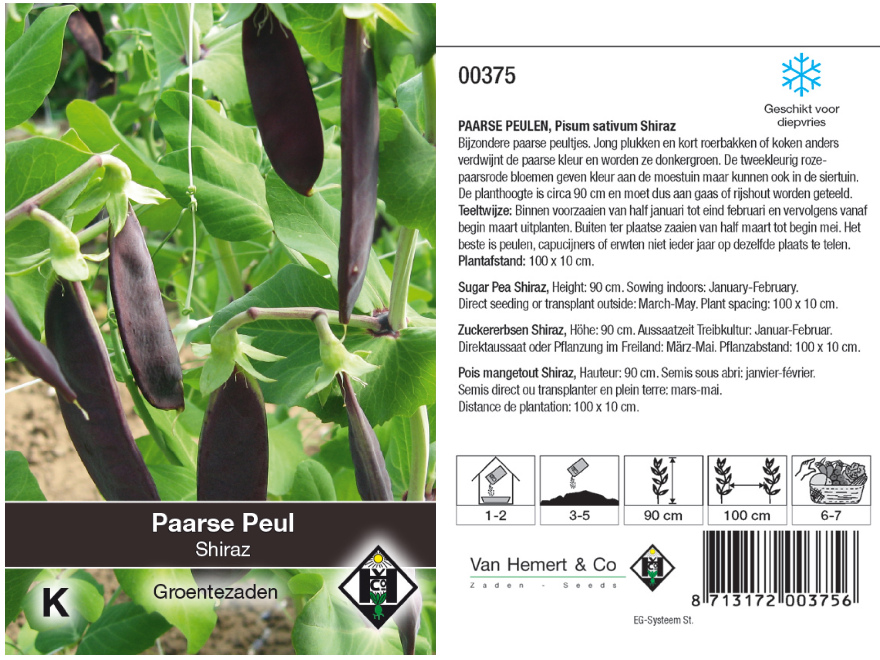 Pisum sativum 'Shiraz' Paarse Rijs-Peul 