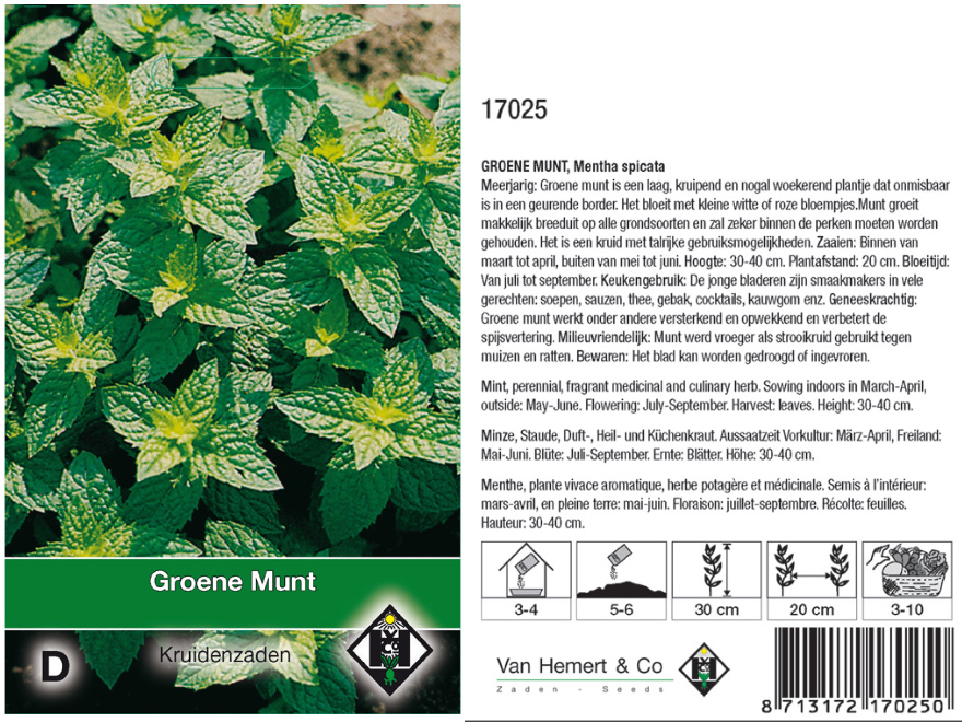 Mentha spicata Munt,groene