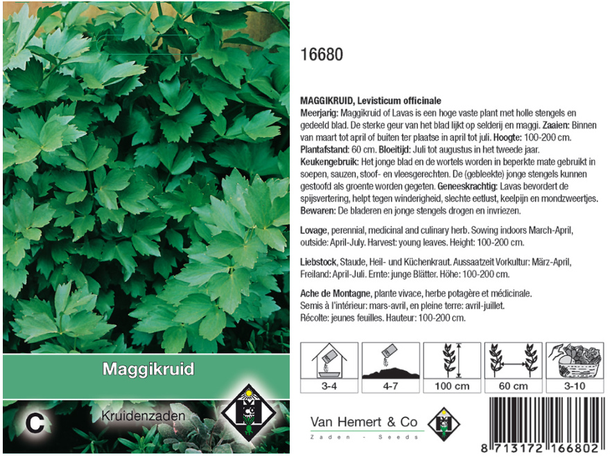 Levisticum officinale Maggikruid