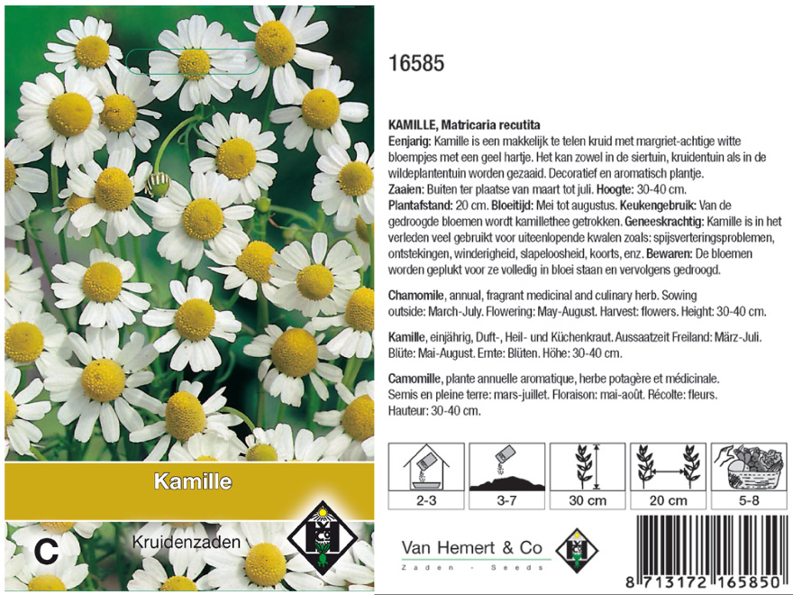 Matricaria chamomilla (syn, Matricaria reculita) Echte Kamille