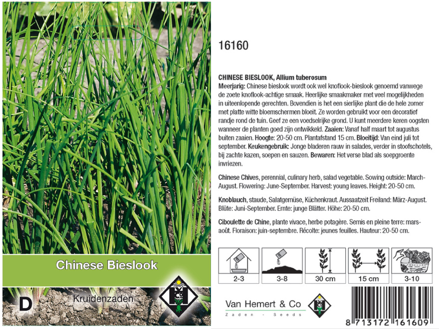 Allium tuberosum Chinese Bieslook, Knoflook Bieslook
