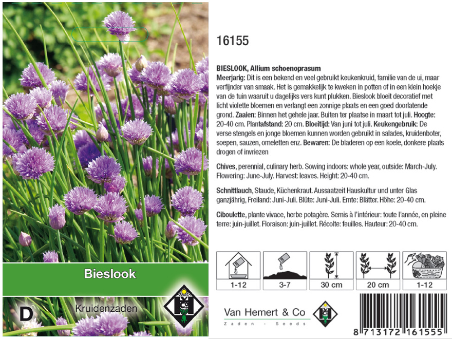 Allium schoenoprasum Bieslook