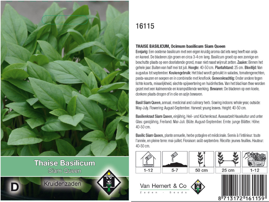 Ocimum basilicum 'Siam Queen' Thaise Basilicum 