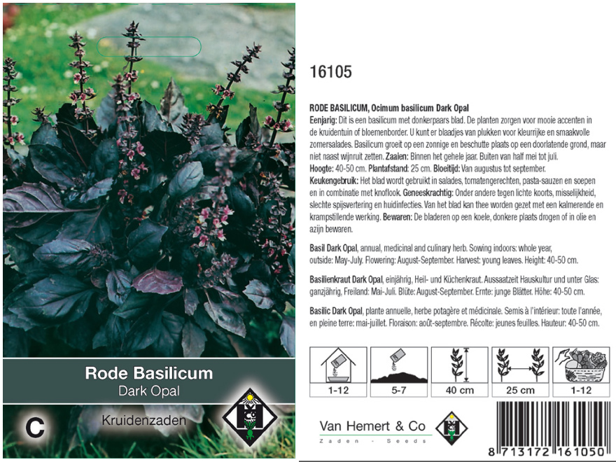 Ocimum basilicum 'Dark Opal' Rode Basilicum