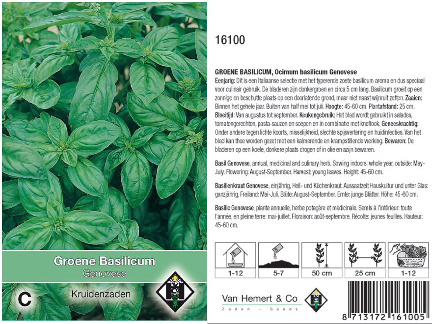 Ocimum basilicum 'Genovese' Groene Basilicum