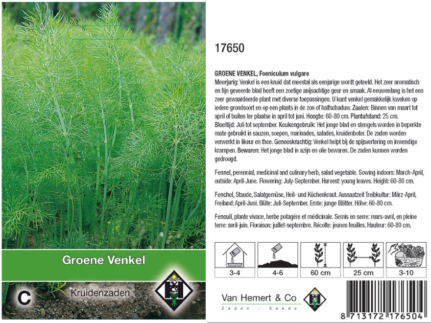Foeniculum vulgare  Venkel groene