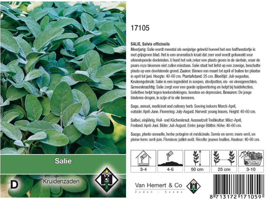 Salvia officinalis Salie