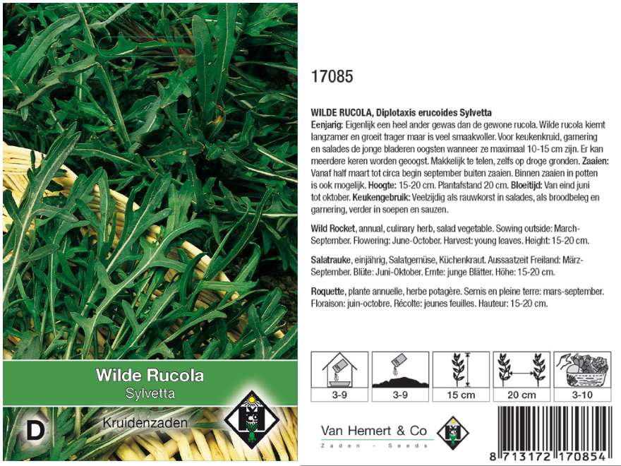 Diplotaxis erucoides 'Sylvetta' Wilde Rucola 'Sylvetta'