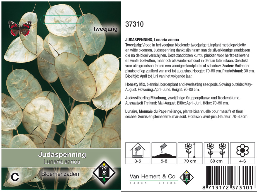 Lunaria annua Judaspenning