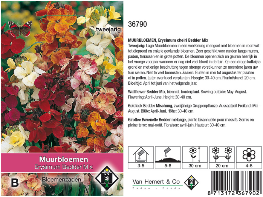 Erysimum Cheiri Bedder Mix 