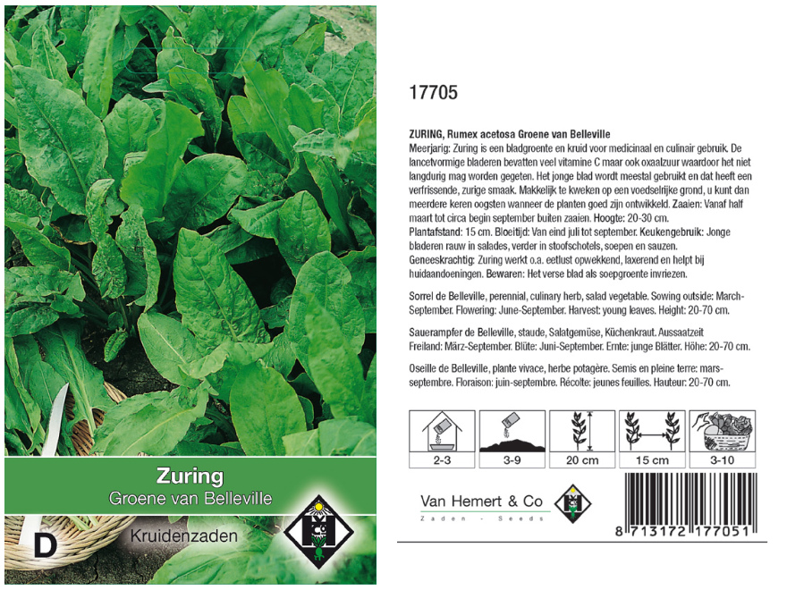 Rumex acetosa 'Groene van Belleville' Zuring