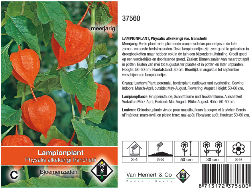Physalis alkekengi franchetii Lampionplant