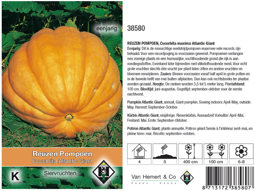 Cucurbita maxima 'Atlantic Giant' Reuzen Pompoen