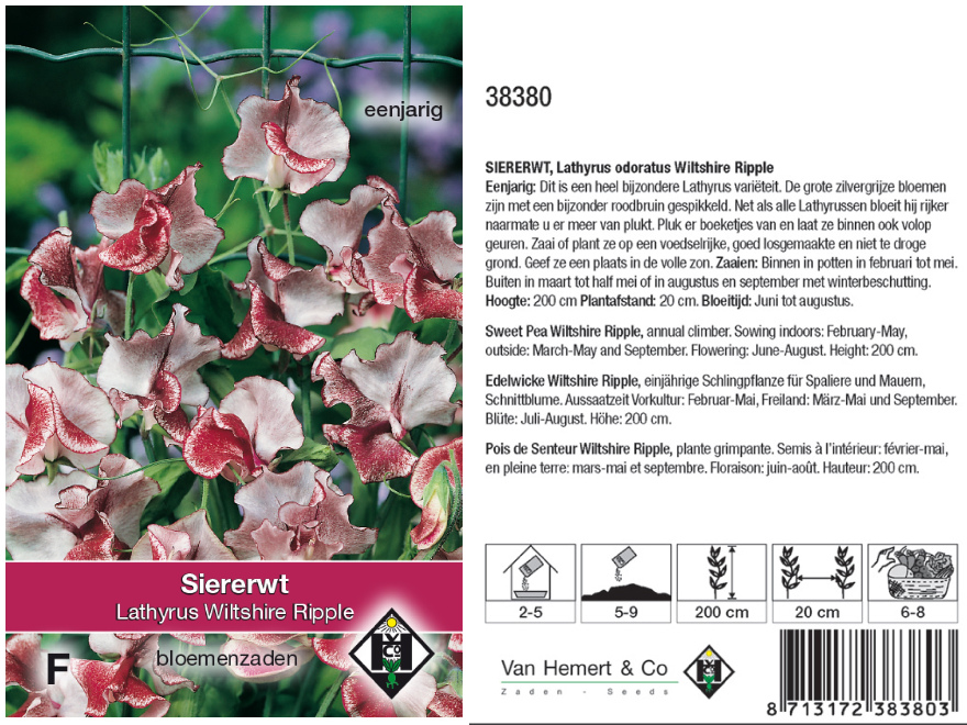 Lathyrus odoratus 'Wiltshire Ripple' Siererwt