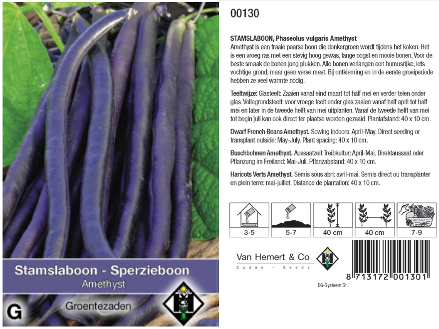 Phaseolus vulgaris 'Amethyst'  Paarse stamslaboon