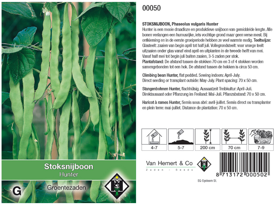 Phaseolus vulgaris 'Hunter' Stoksnijboon 