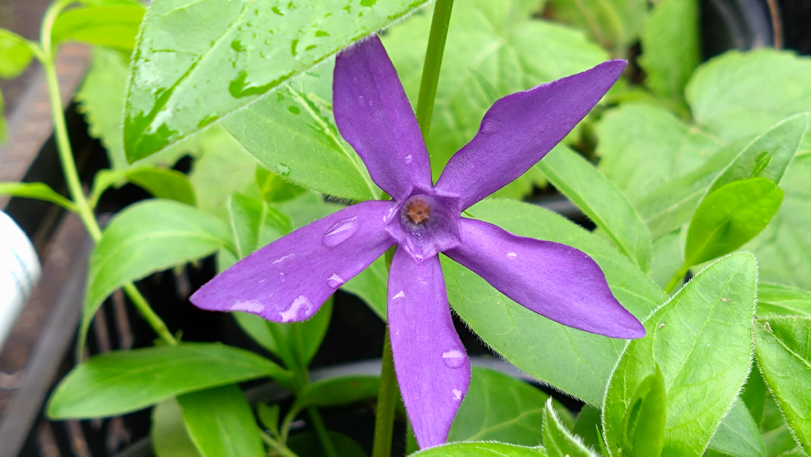Vinca major 'Oxyloba' (syn. Vinca major var. hirsuta) Paarsblauwe Stermaagdenpalm