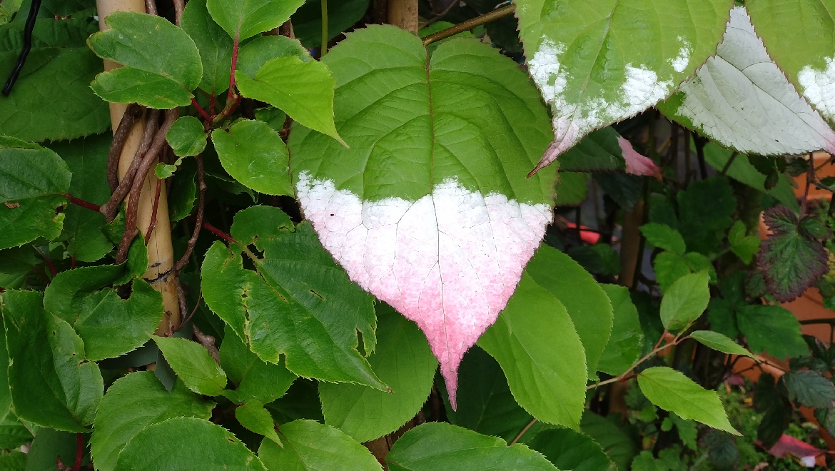 Actinidia kolomikta Sierkiwi
