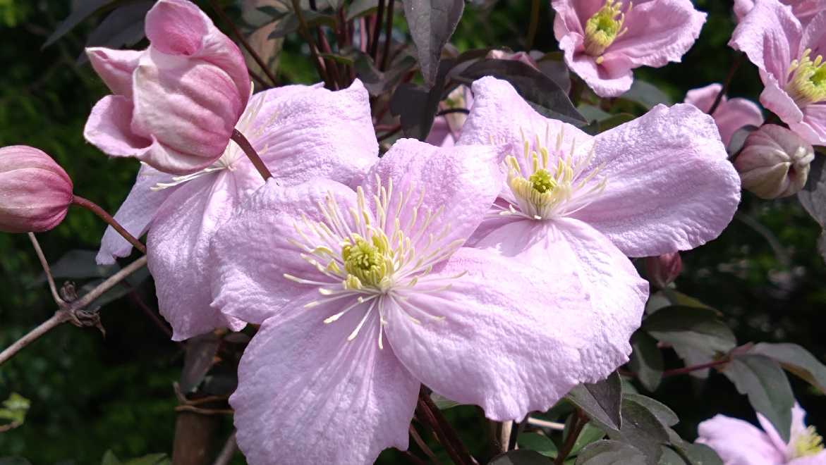 Clematis 'Mayleen' Bosrank