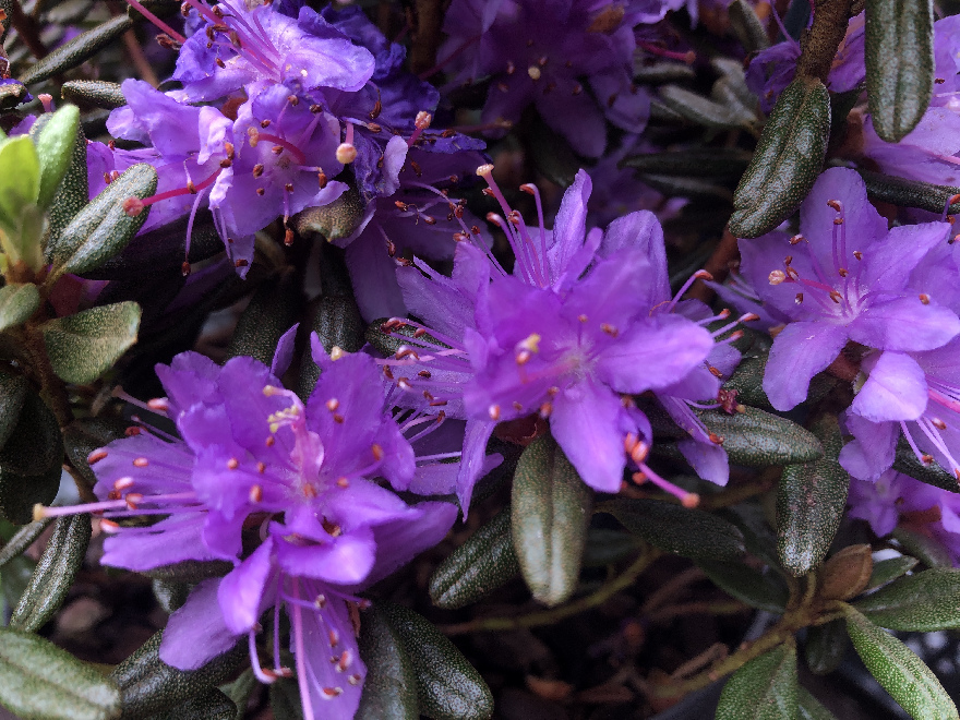Rhododendron russatum 'Purple Pillow' Paarse Dwerg Rhododendron