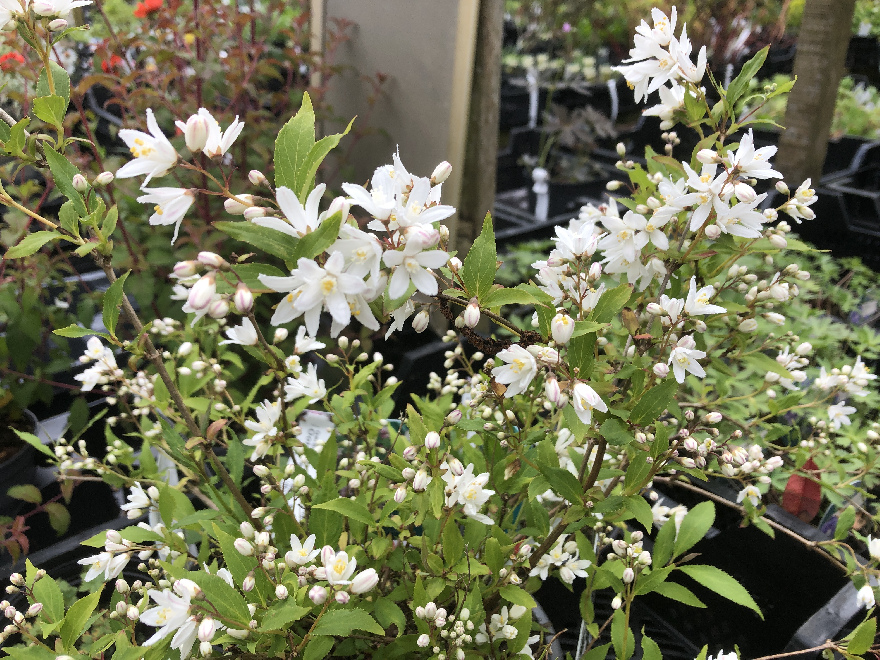 Deutzia 'Yuki Snowflake' Bruidsbloem
