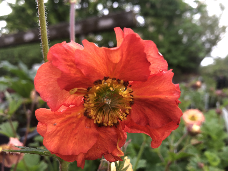 Geum 'Scarlet Tempest' Nagelkruid