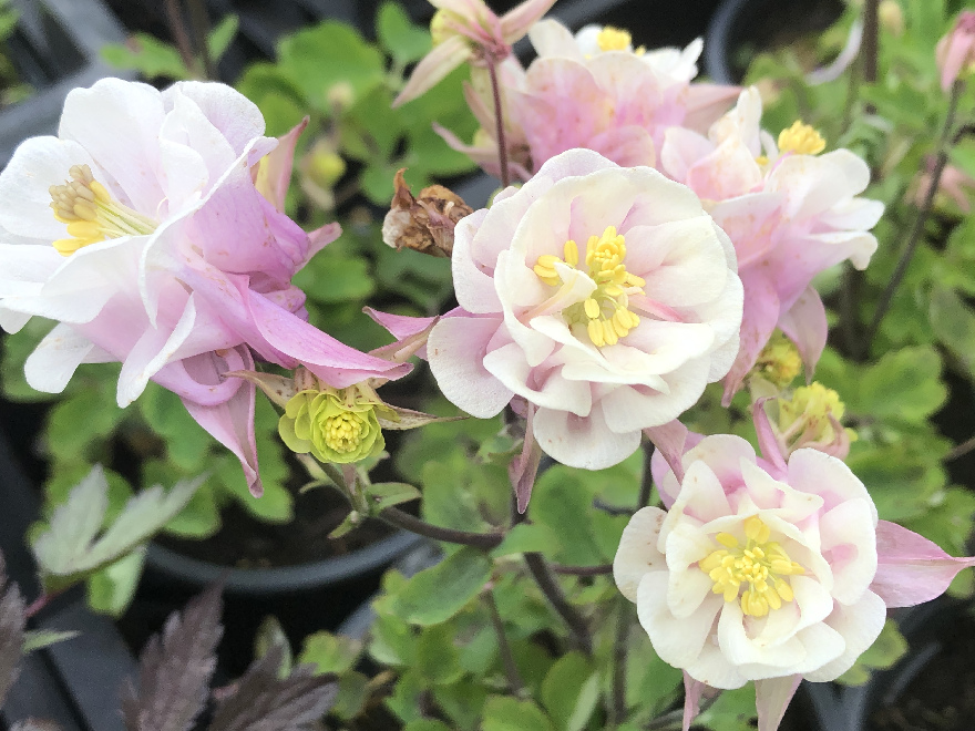 Aquilegia v. 'Winky Double Rose-White' Akelei