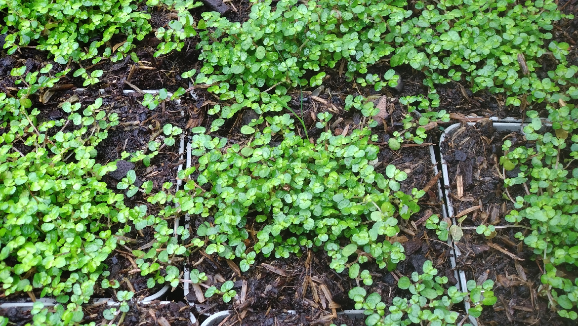 Soleirolia soleirolii Slaapkamergeluk