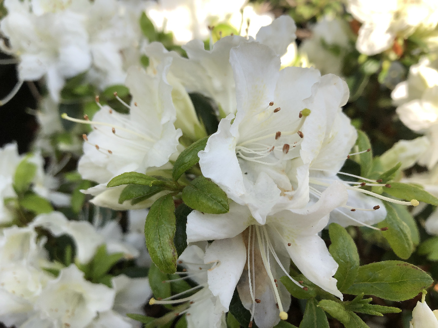 Rhododendron 'Pleasant White' Witte Japanse Azalea