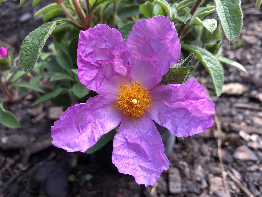 Cistus creticus 'Eriocephalus' Cistusroosje
