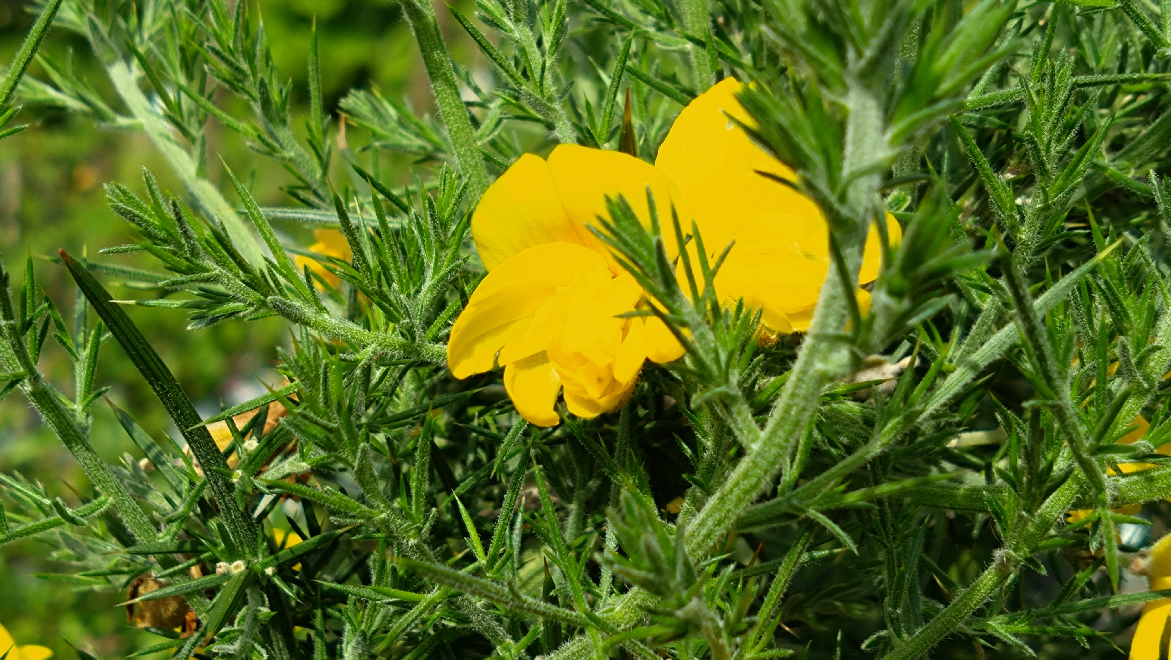 Ulex europaeus 'Flore Pleno' Gaspeldoorn, Stekelbrem