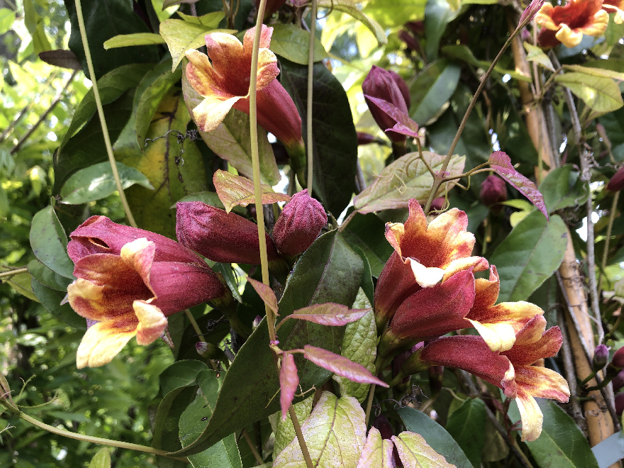 Bignonia capreolata (syn. Doxantha capreolata) Trompetbloem