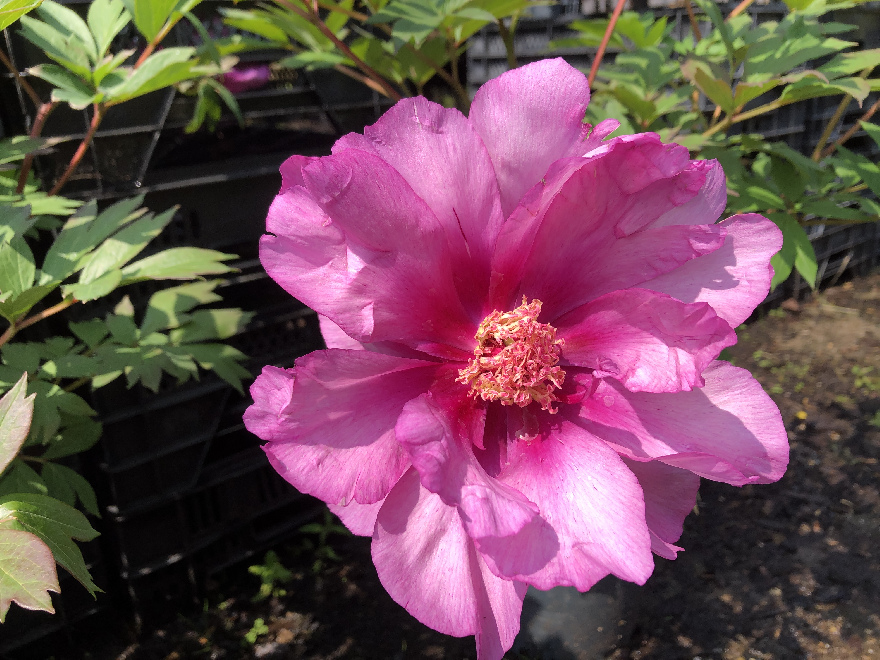 Paeonia 'First Arrival' Pioenroos, fuchsiarose