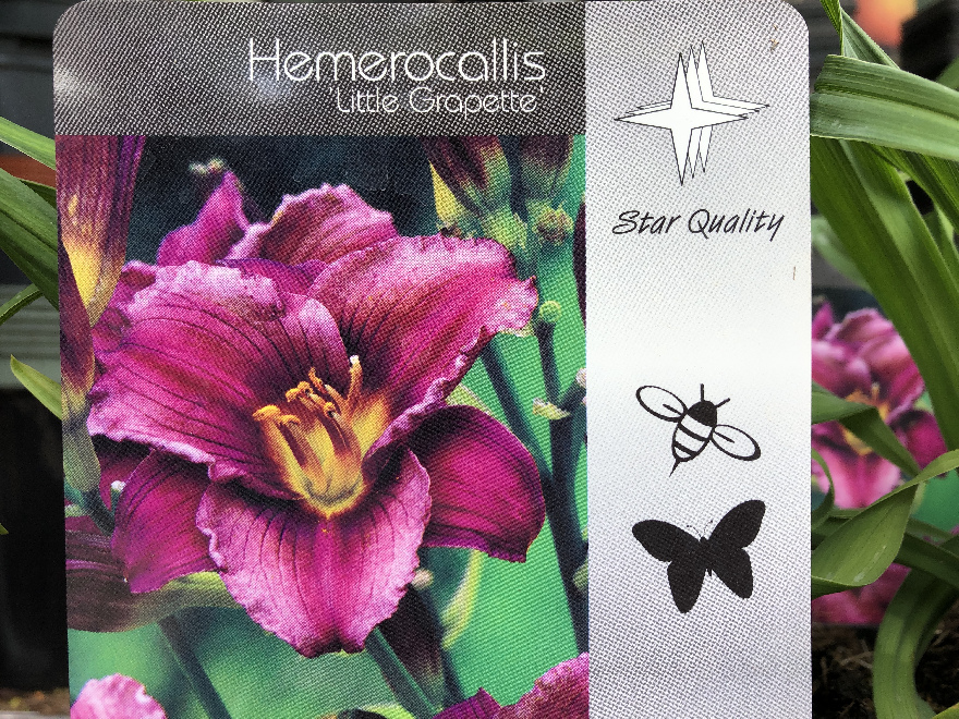 Hemerocallis 'Little Grapette' Daglelie