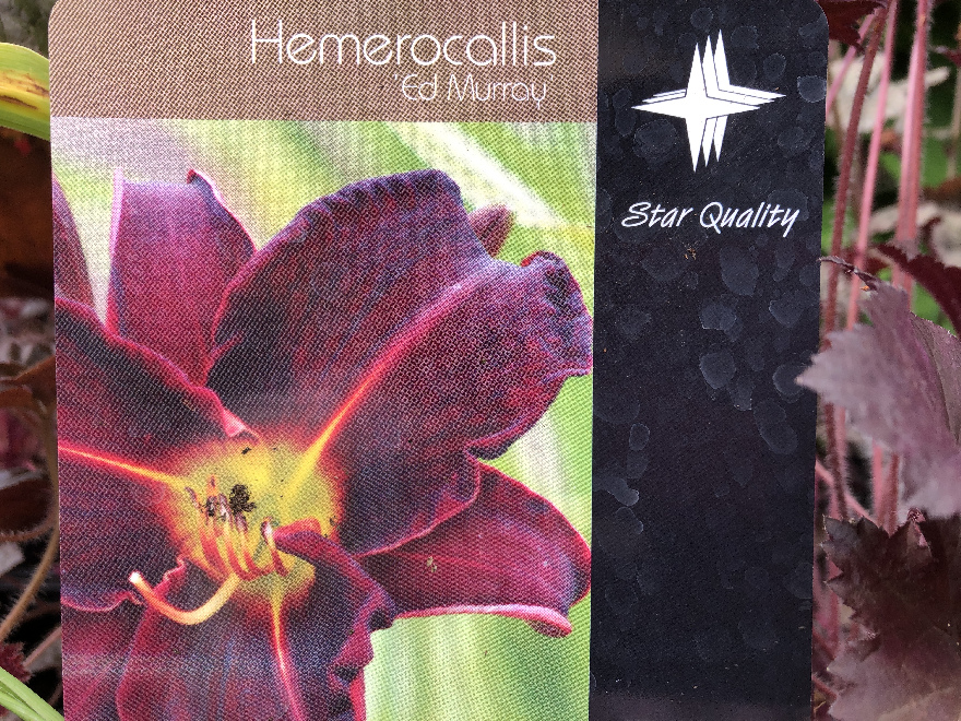 Hemerocallis 'Ed Murray' Daglelie