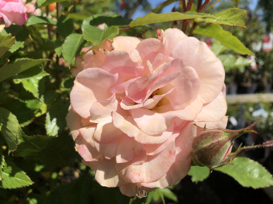 Rosa 'Sweet Honey' (Struikroos) Geel-abrikoos kleurige trosroos