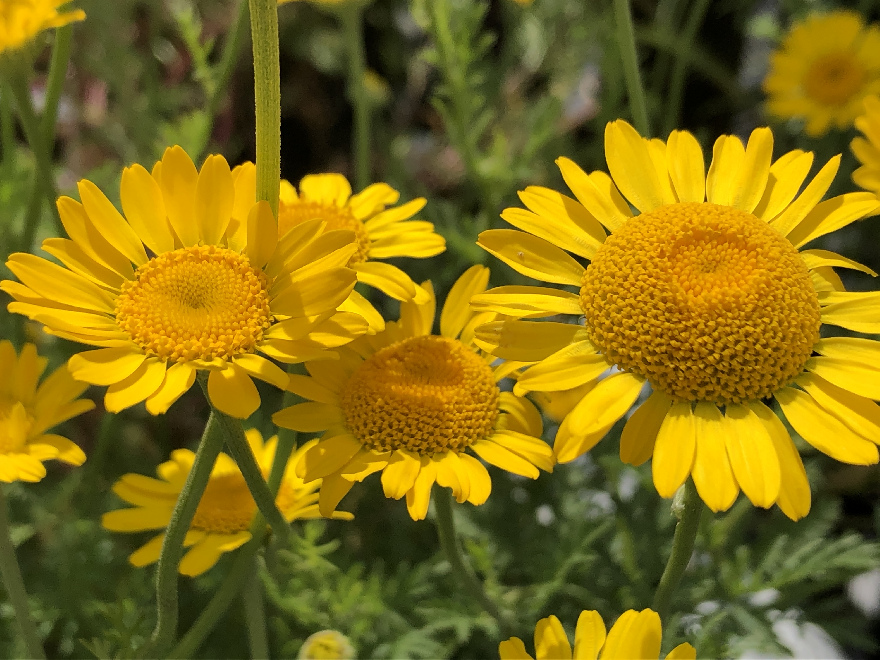 Anthemis tinctoria Gele Kamille