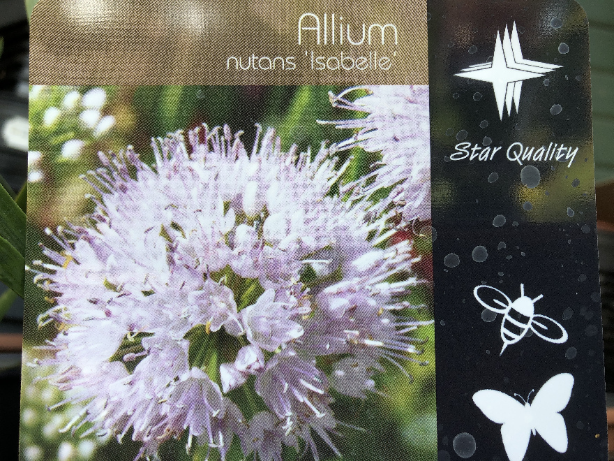 Allium nutans 'Isabelle' Sierlook